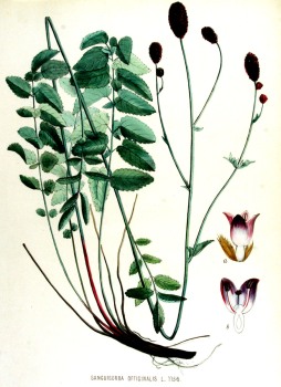 Wiesenknopfkraut konventionell